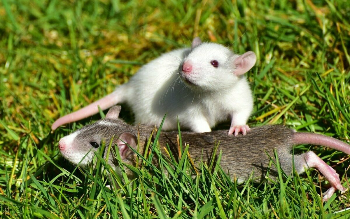 Zwei Ratten sind auf einer Wiese Zwei Ratten sind auf einer Wiese